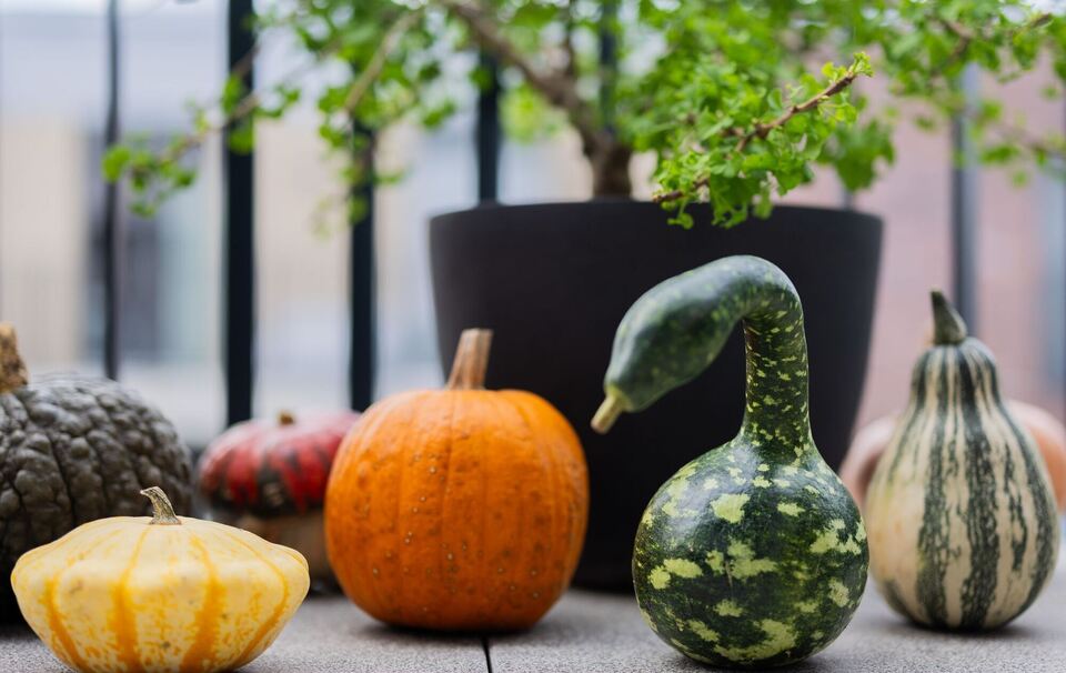 Populärer Pumpkin: Der kolossale Kürbis-Boom