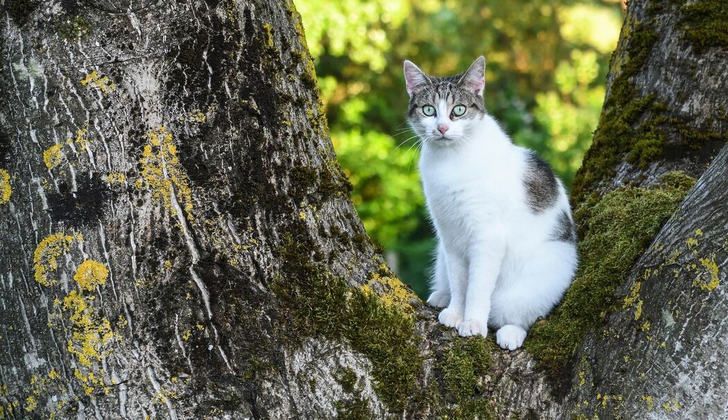 Katze auf Baum