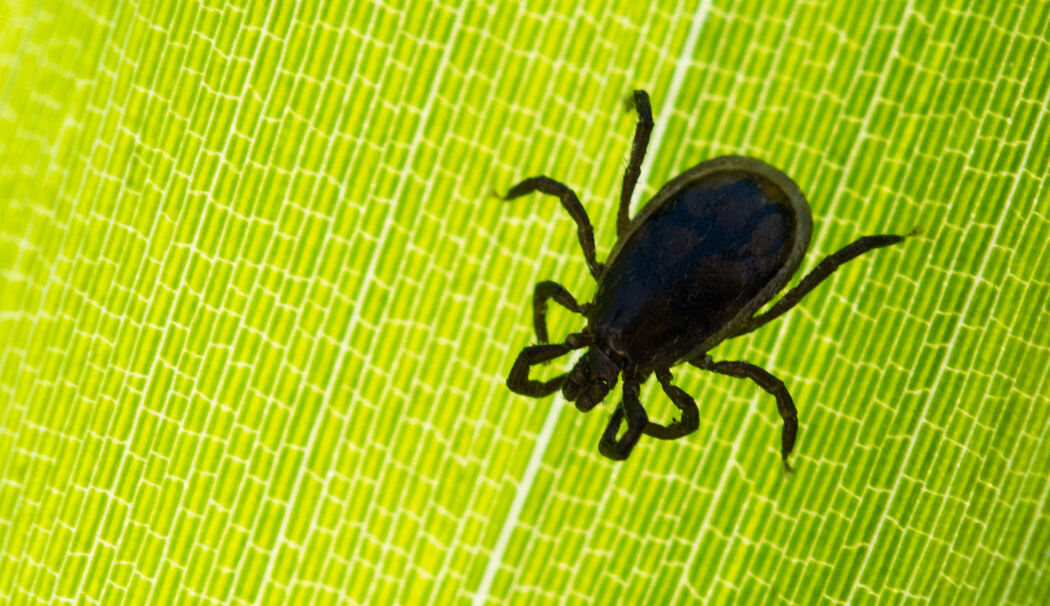 Zecke, Zeckenbiss, Zeckenschutz, Zeckenspray