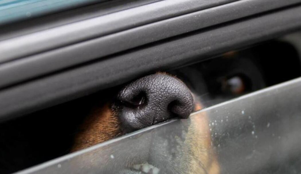 Hund im Auto
