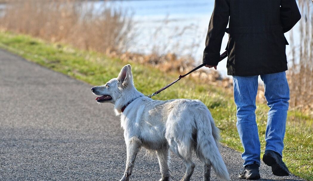 Hund Hunde Leinenpflicht Anleinpflicht