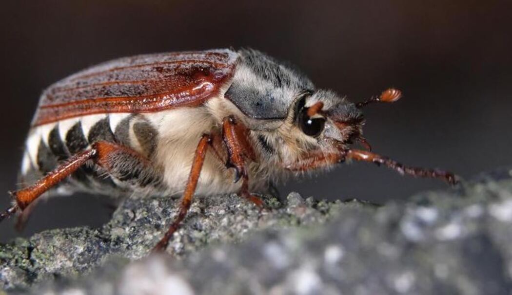 Dicke Brummer krabbeln aus dem Boden