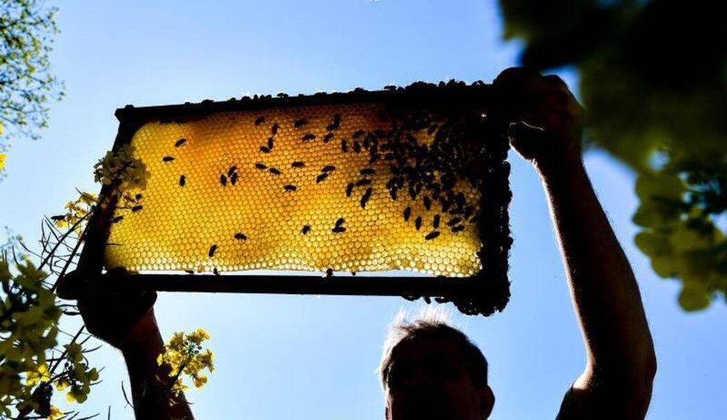 Ein Imker zeigt eine Bienenwabe