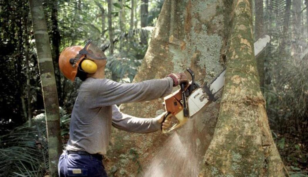 Holzfäller