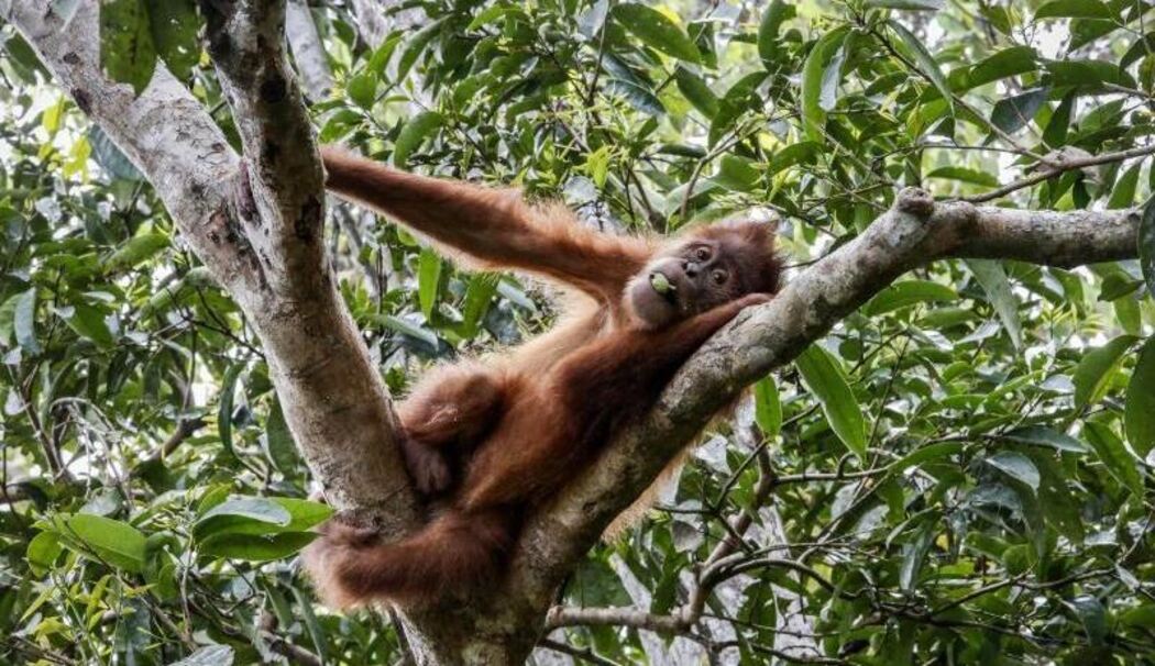 Orang-Utan