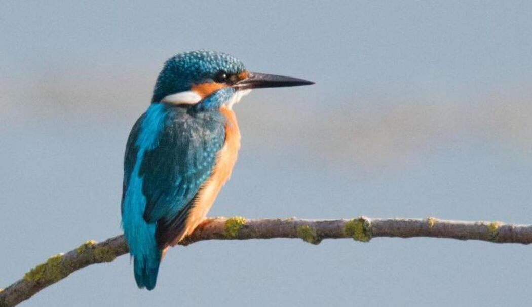 Eisvogel