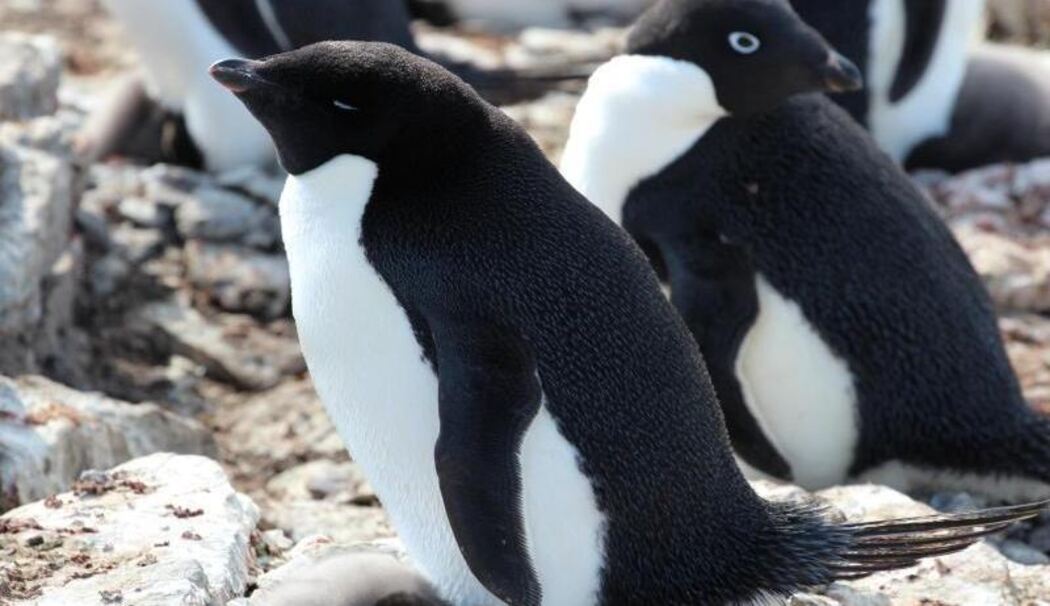 Pinguine