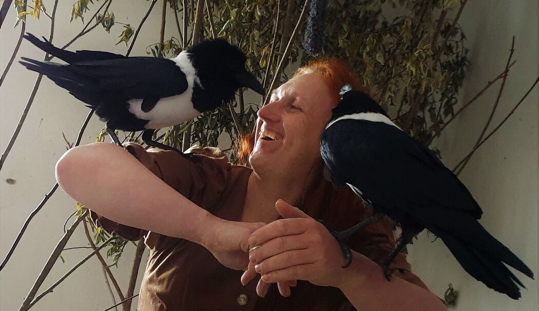 Berchtesgaden: Wohin mit den beiden Raben »Rajko« und »Láska«? Berchtesgaden: Wohin mit den beiden Raben »Rajko« und »Láska«?