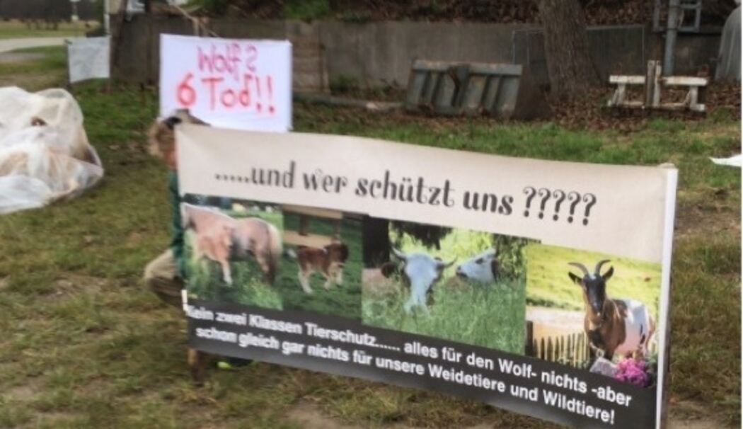 War es ein Wolf oder ein Hund?