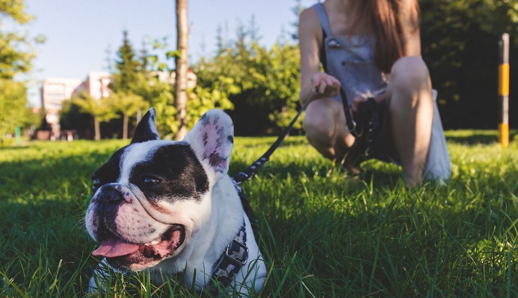 Hunde auf Grünflächen anleinen