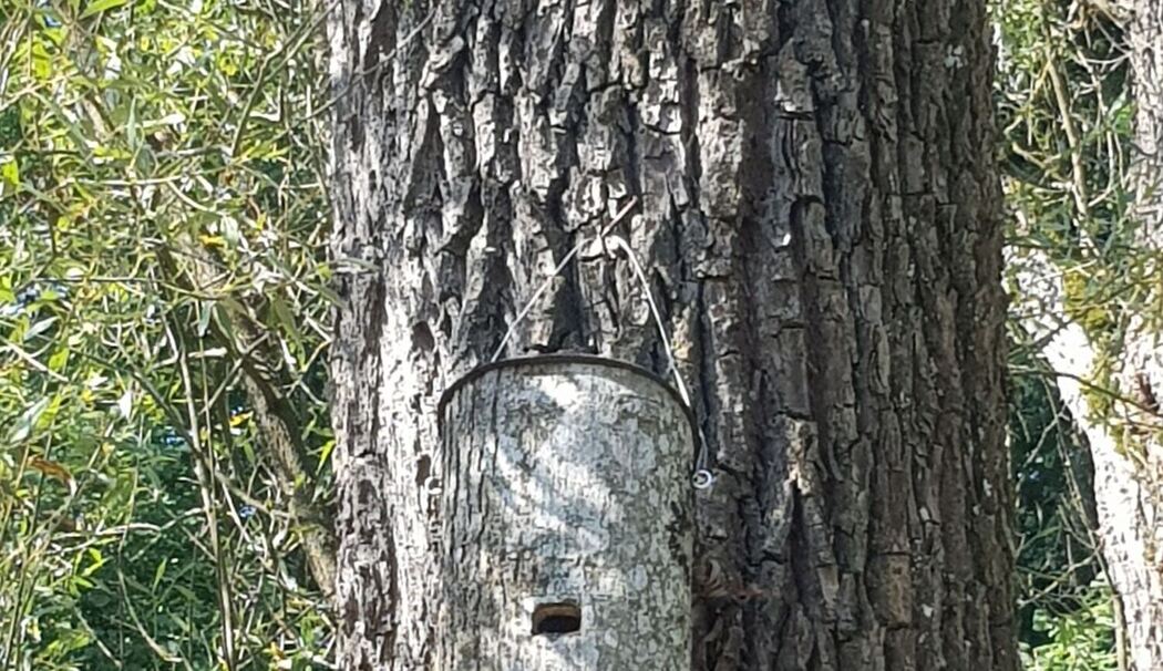 Unterschlupf für Fledermäuse im Auwald an der Alz