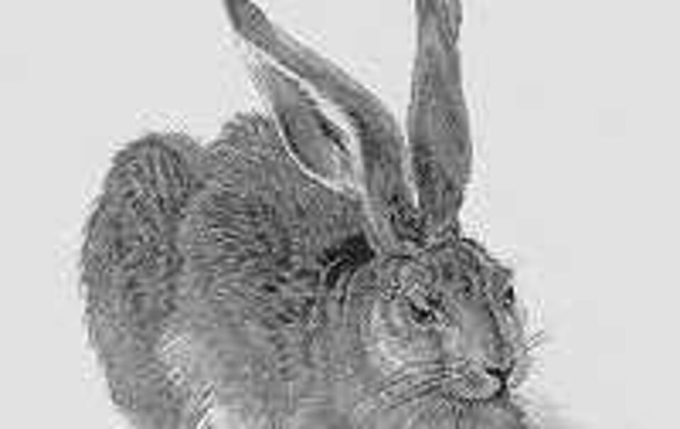 Albrecht Dürer: Junger Feldhase, 1502. Albrecht Dürer: Junger Feldhase, 1502.