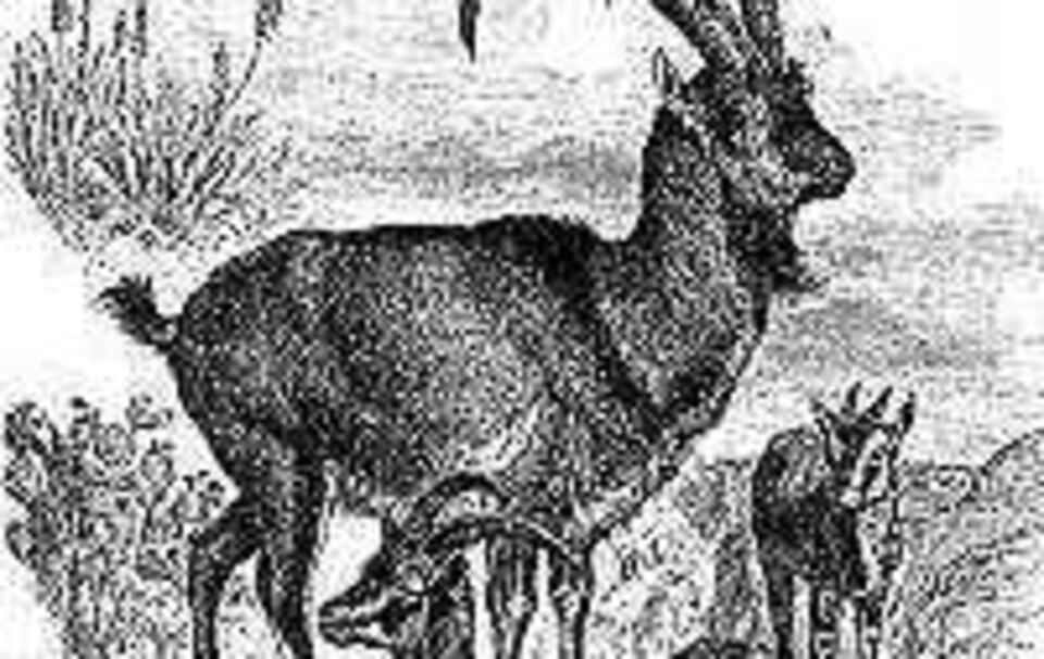 Die Bezoara-Ziege ist eine nahe Verwandte des Alpensteinbocks. Die Bezoara-Ziege ist eine nahe Verwandte des Alpensteinbocks.