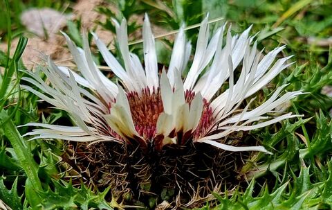 Geschützte Silberdistel | Thea Grenz