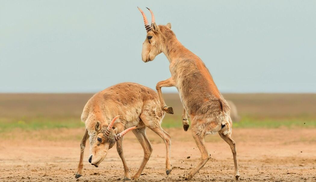 Saiga-Antilopen