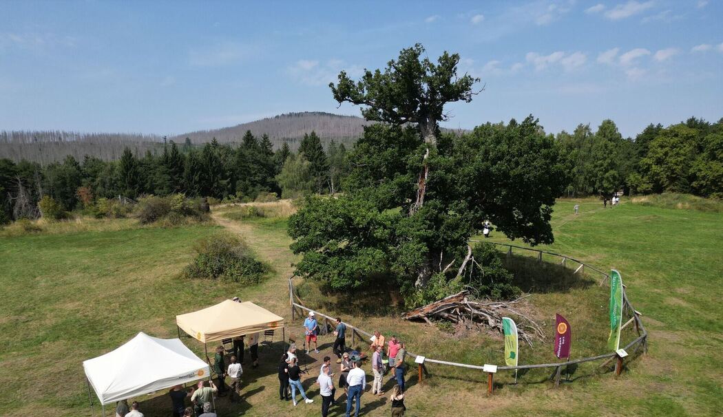 Hohne-Eiche im Nationalpark Harz