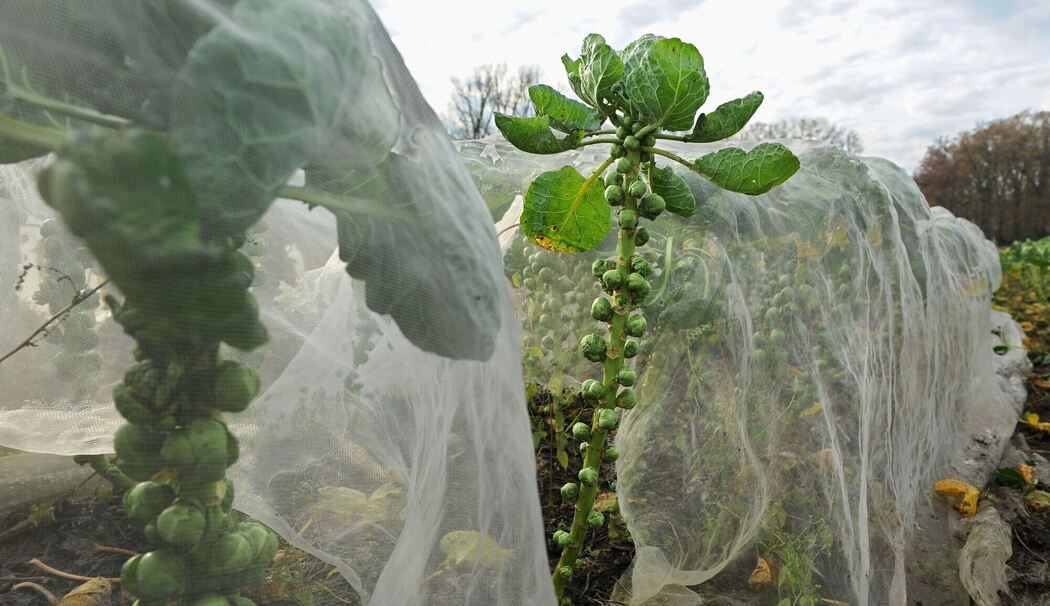 Rosenkohl wächst im Beet