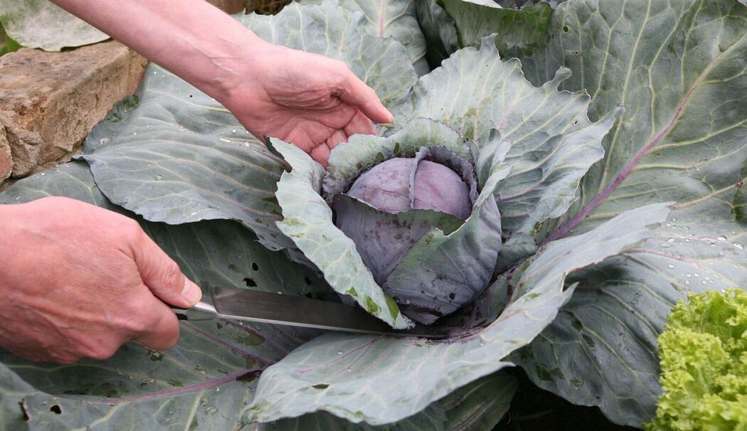 Ein Mann erntet Rotkohl