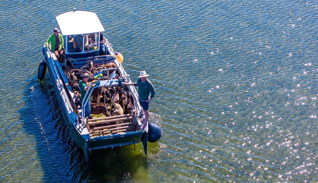 Ziegen ziehen auf Boot zur Insel Walfisch um