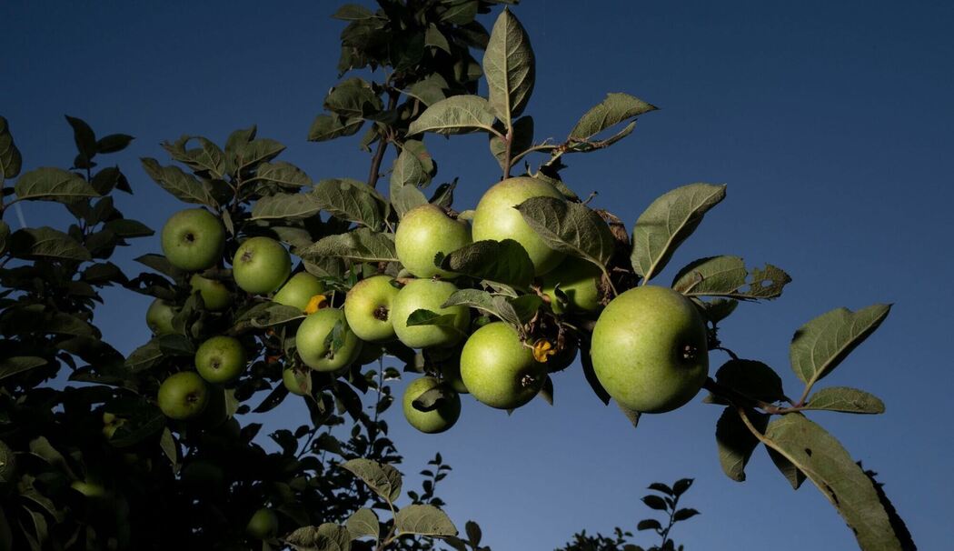 Streuobstwiesen in Hessen