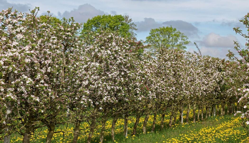 Apfelblüte hat begonnen