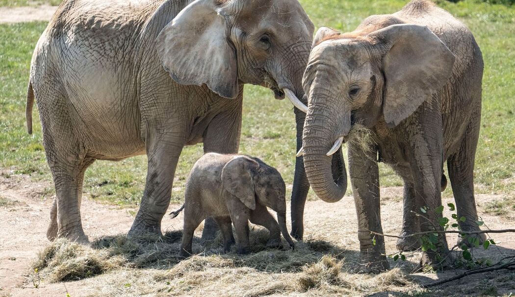 Elefantenbaby "Kaja" erkundet den Opel-Zoo