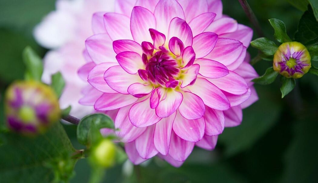 Dahlie der Sorte Oriental Dream
