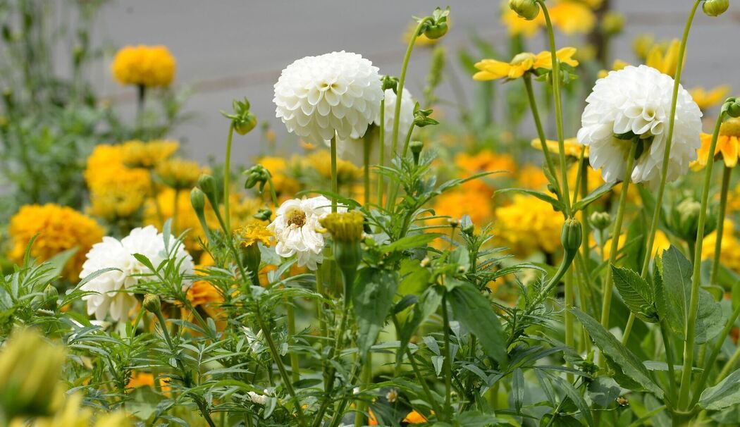 Beet mit Sonnenhut (Rudbeckia) und Dahlien (Dahlia)