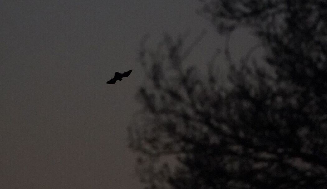 Eine Fledermaus fliegt in der Abenddämmerung