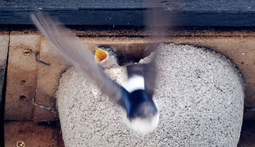 Aktion „Schwalben willkommen“ erlebt Höhenflug