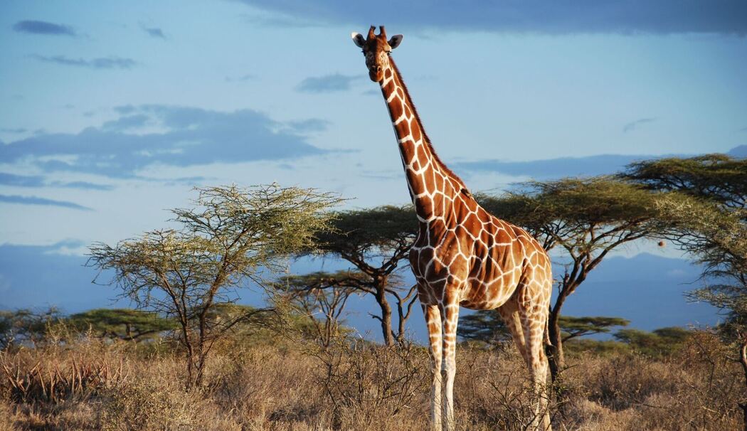 Von wegen «die Giraffe»: Vier verschiedene Arten anerkannt