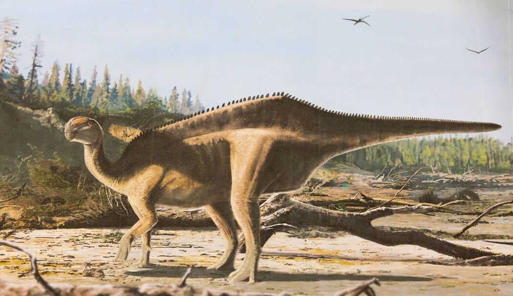 Dinosaurier mit Hautsegel entdeckt