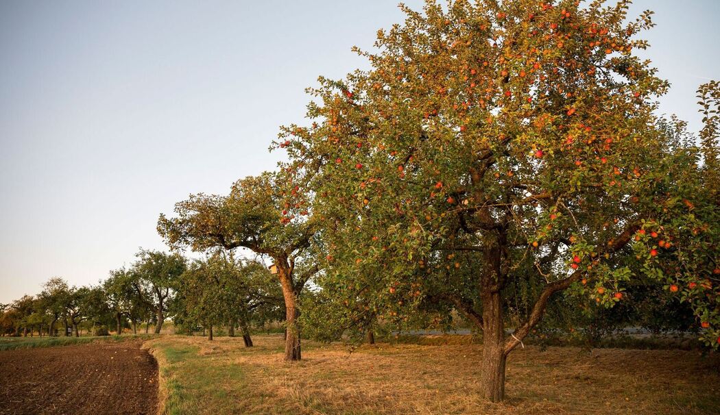 Sonnenaufgang über einer Streuobstwiese