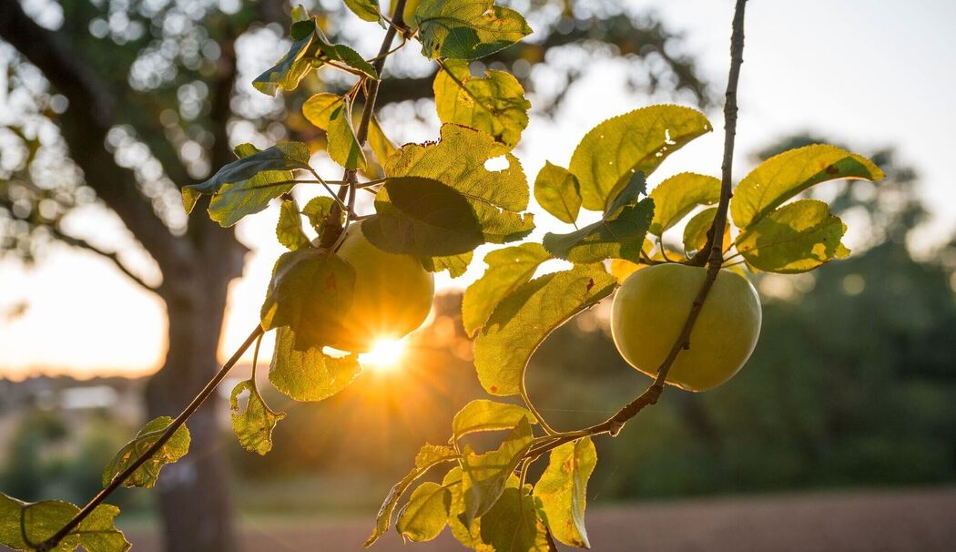 Sonnenaufgang über einer Streuobstwiese