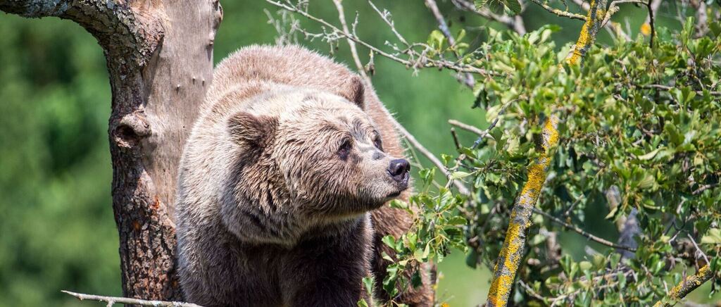 Braunbär im Wildpark