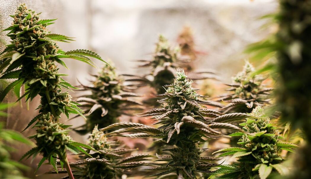 Cannabis (Symbolbild)