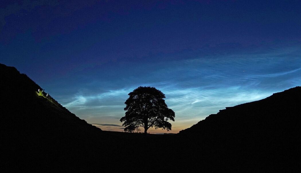 Sycamore Gap Tree