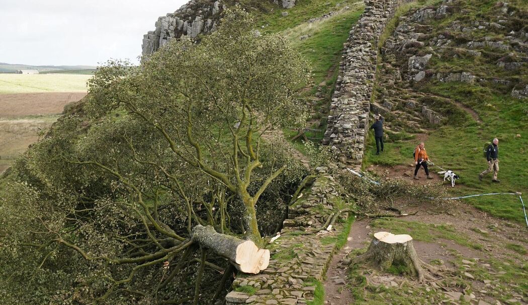 Baumfällung in Sycamore Gap