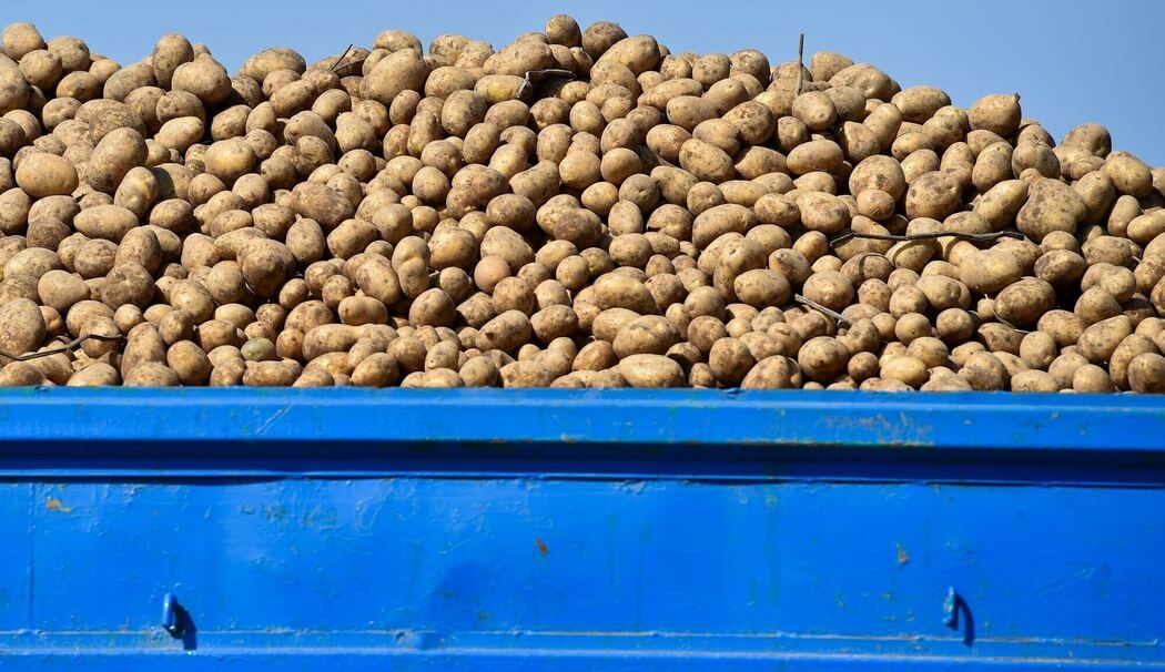 Kartoffeln auf einem Anhänger