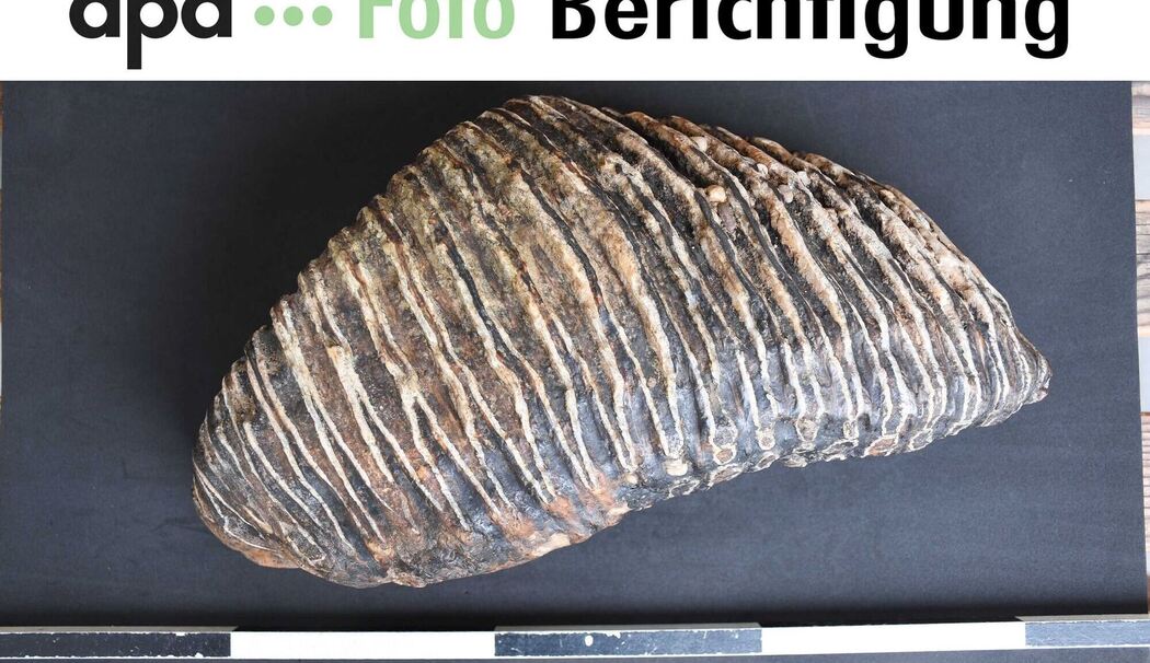 Backenzahn eines Mammuts