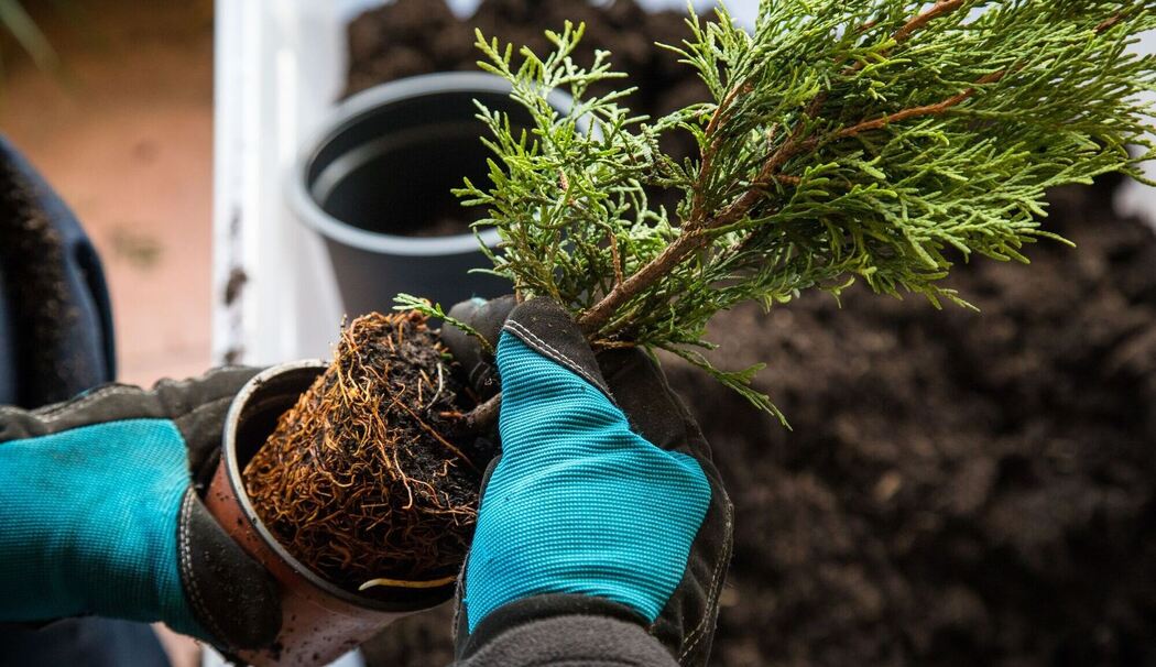 Ein Mann pflanzt eine Thuja