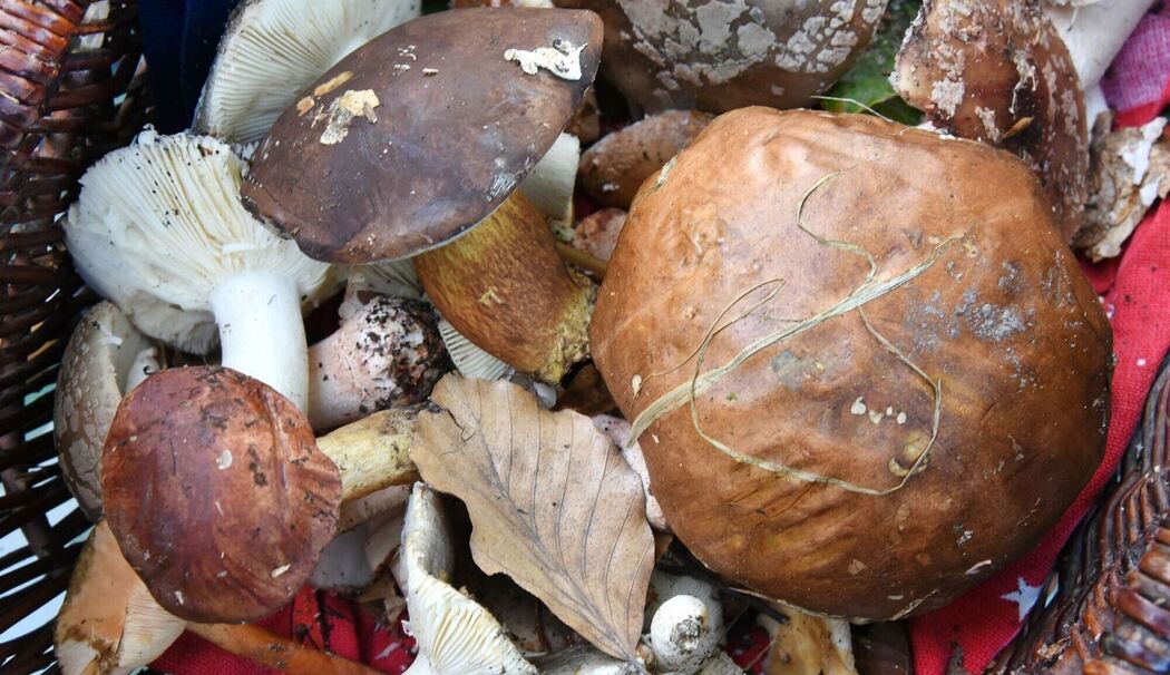 Gesammelte Pilze