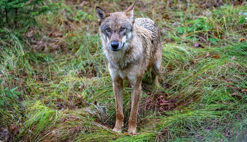 Wolf