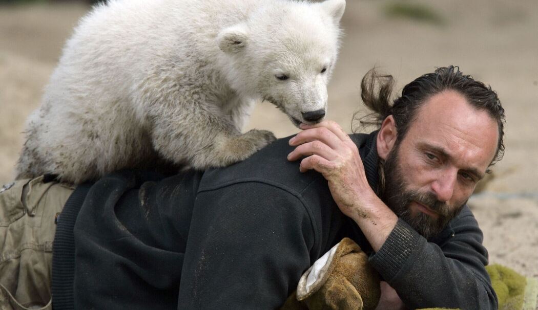Eisbar Knut
