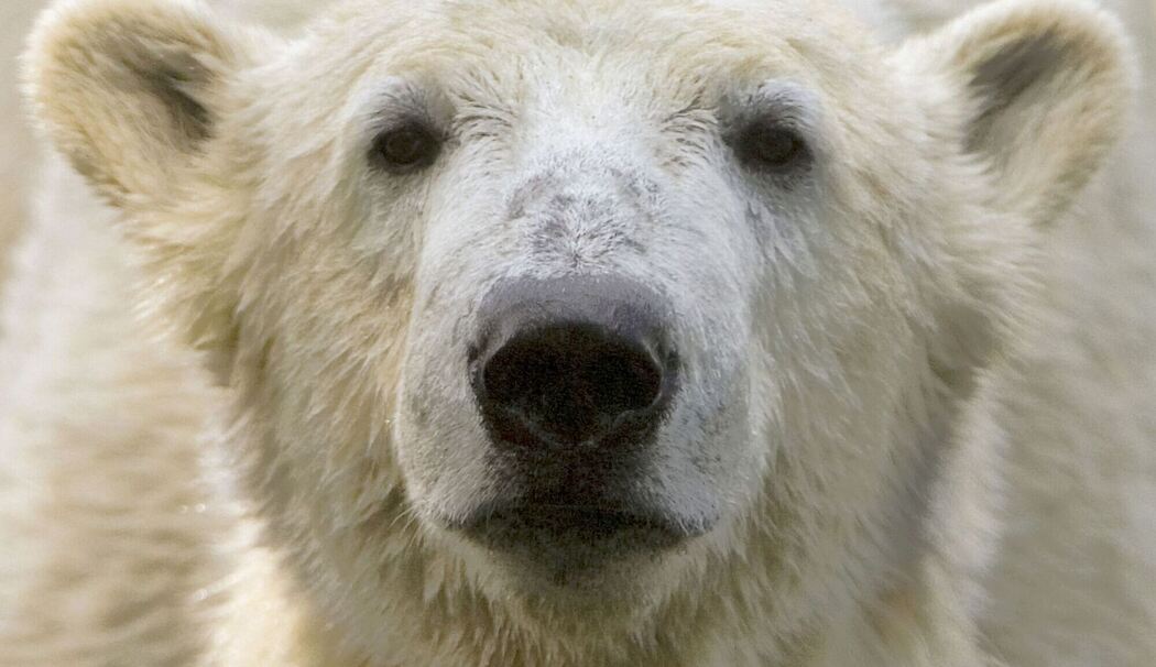 Eisbär Knut