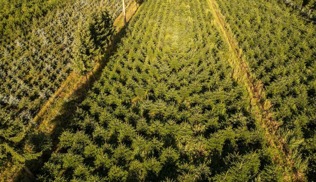Weihnachtsbaum-Plantage