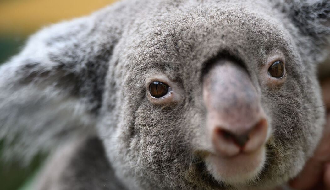 Großes Koala-Nationalparkprojekt in Australien