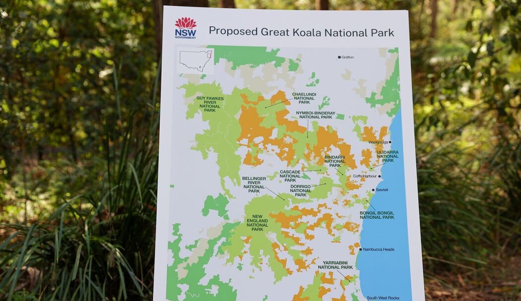 Großes Koala-Nationalparkprojekt in Australien