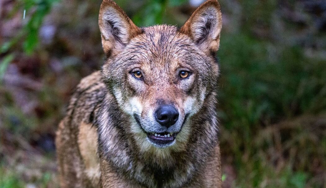 Wolf