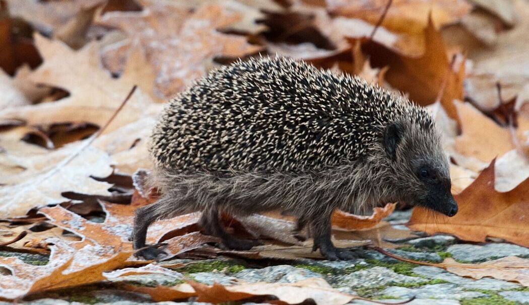Ein Igel läuft in den frühen Morgenstunden über einen Gehweg